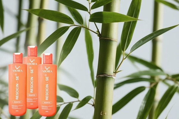 Chiết xuất lá tre – Thành phần nổi bật trong sản phẩm chăm sóc tóc 33 Chiết xuất lá tre – Thành phần nổi bật trong sản phẩm chăm sóc tóc