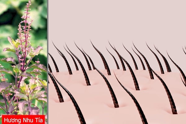 Khám phá 5 thành phần trong công thức dưỡng tóc Rescicin-SE® 2