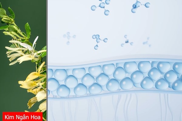 Khám phá 5 thành phần trong công thức dưỡng tóc Rescicin-SE® 3