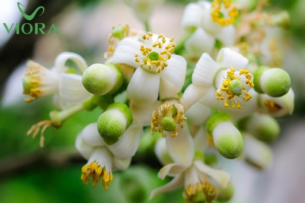 Chiết xuất hoa bưởi trong dầu gội Viora có lợi ích như thế nào? 3 Chiết xuất hoa bưởi trong dầu gội Viora có lợi ích như thế nào? 2