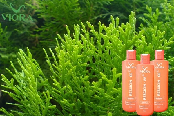 Chiết xuất trắc bách diệp: Bí quyết chăm sóc tóc từ thiên nhiên 3