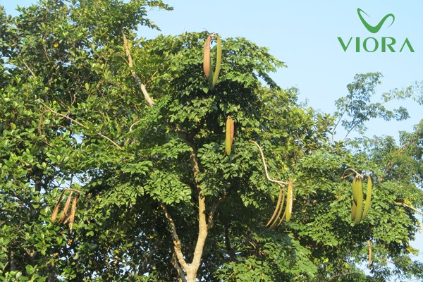 Khám Phá Lợi Ích Của Chiết Xuất Núc Nác Trong Dầu Gội Viora 9 Khám Phá Lợi Ích Của Chiết Xuất Núc Nác Trong Dầu Gội Viora