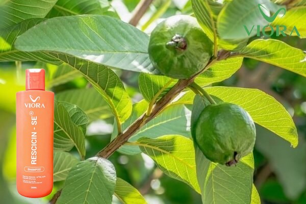 Chiết Xuất Lá Ổi Trong Dầu Gội Viora Có Tác Dụng Gì? 5 Chiết Xuất Lá Ổi Trong Dầu Gội Viora Có Tác Dụng Gì?