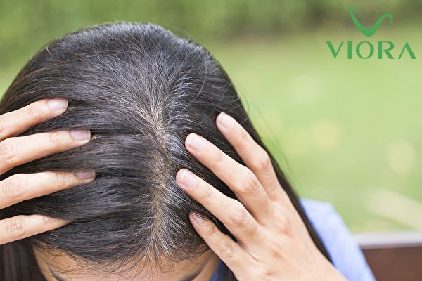 Tóc Bạc Từ Gốc Hay Ngọn? Sự Thật Về Quá Trình Bạc Tóc 3