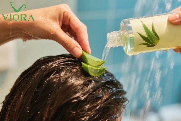 Cách dùng nha đam gội đầu giúp tóc suôn mượt và chắc khỏe 1 Cách dùng nha đam gội đầu giúp tóc suôn mượt và chắc khỏe