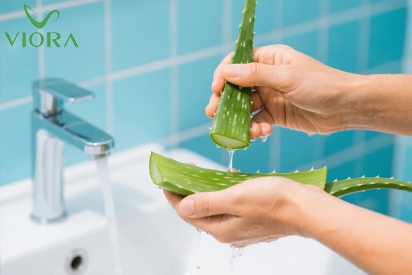 Cách dùng nha đam gội đầu giúp tóc suôn mượt và chắc khỏe 3 Cách dùng nha đam gội đầu giúp tóc suôn mượt và chắc khỏe 2