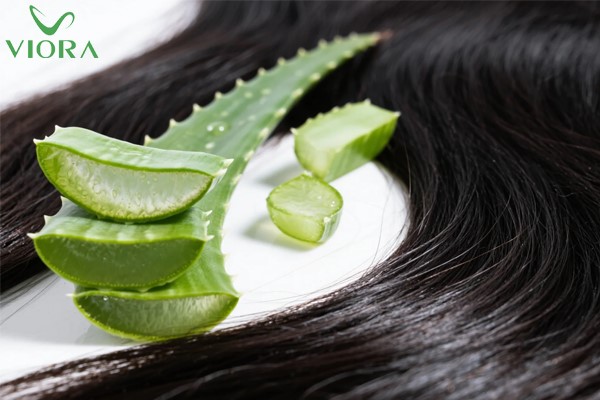 Chiết xuất lô hội trong dầu gội có tác dụng gì? 25 Chiết xuất lô hội trong dầu gội có tác dụng gì?
