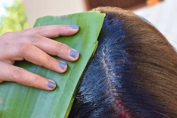 Nha Đam Trị Gàu Có Hiệu Quả Không? 4 Nha Đam Trị Gàu Có Hiệu Quả Không?